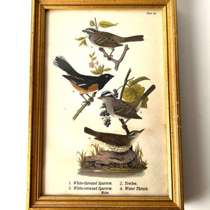 Antique Print Depicting Various Birds: Sparrows, Thrush, and Towhee