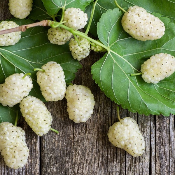 15 White Mulberry (Morus Alba) Scions / Cuttings - fresh, unrooted