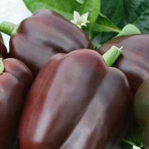 Chocolate Beauty Sweet Bell Pepper Seeds - Organic, Non-GMO - 20 Seeds