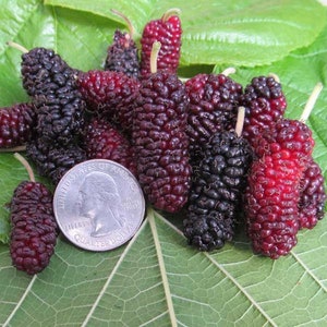 New Variety!! - Black Mulberry BUSH (10) Cuttings/Scions - "LHH Fashionista" - Unrooted, Non-GMO