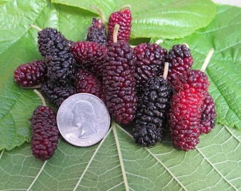 New Variety!! - Black Mulberry BUSH (10) Cuttings/Scions - "LHH Fashionista" - Unrooted, Non-GMO