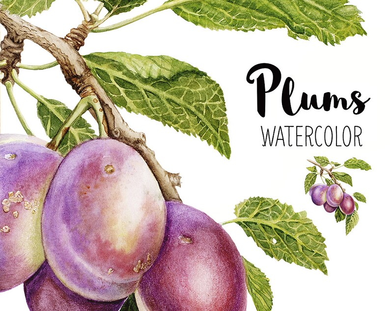 Слива рисунок акварелью