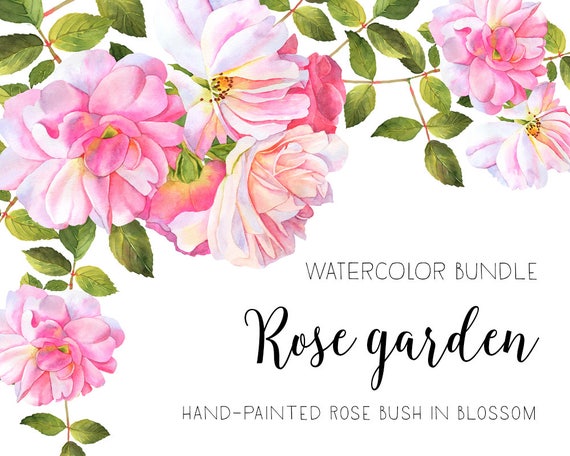 roses watercolor clipart flower clipart watercolor roses etsy
