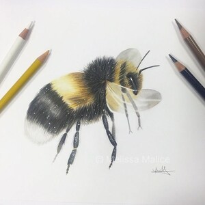 Bumble Bee Zeichnung A4 Druck - Limited Edition