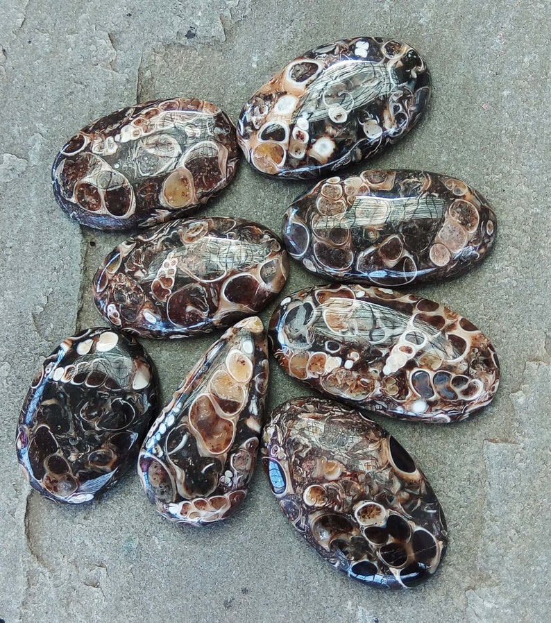 Turritelle Agate Cabochon Turritella Agate Fossil Lot Of 8 Pcs gemstone Turtle Agate Mineral Free Drilling