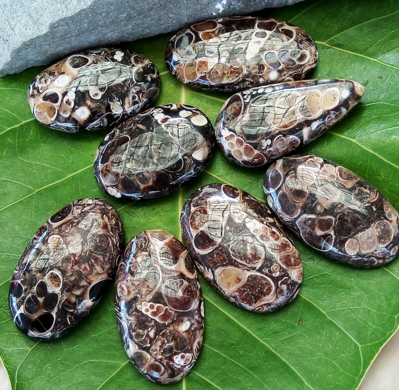 Turritelle Agate Cabochon Turritella Agate Fossil Lot Of 8 Pcs gemstone Turtle Agate Mineral Free Drilling