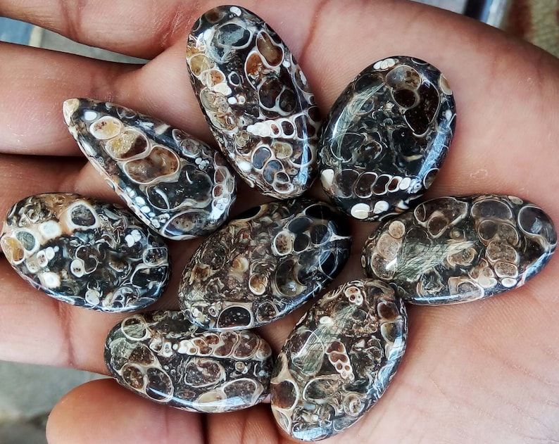 Turritelle Agate Cabochon Turritella Agate Fossil Lot Of 8 Pcs gemstone Turtle Agate Mineral Free Drilling