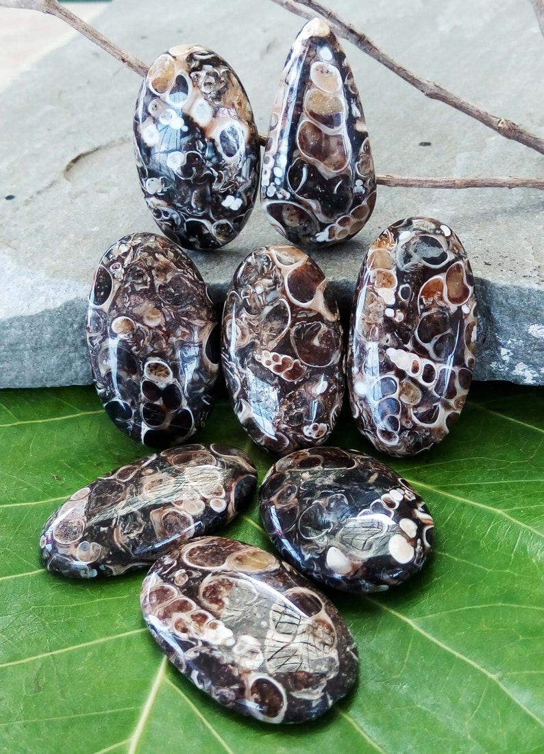 Turritelle Agate Cabochon Turritella Agate Fossil Lot Of 8 Pcs gemstone Turtle Agate Mineral Free Drilling