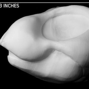 Bee / Insect foam head base for costumes, mascots and fursuits. cut & carved options available