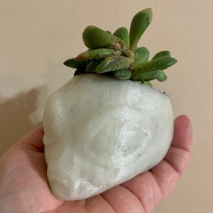 May include: A white ceramic planter shaped like a rock, with a small succulent plant growing inside.