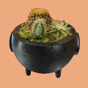 May include: A black cauldron-shaped planter with three legs, filled with three different types of cacti and green moss.