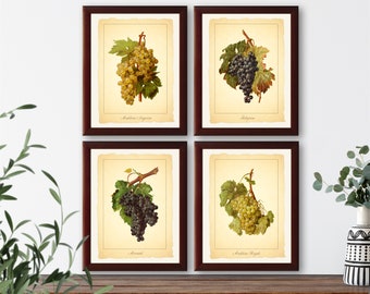 Vintage French botanical illustration Set of 4 natural history prints grapes #1, giclee art print