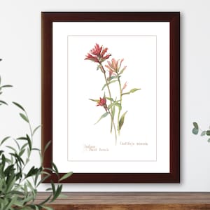 Vintage botanical illustration &quot;Indian Paint Brush&quot; natural history prints, giclee art print