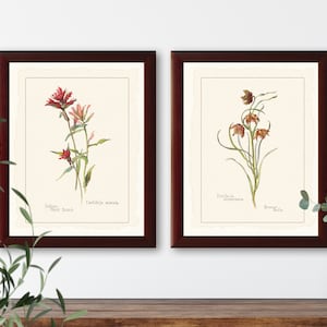 Set di illustrazioni botaniche vintage di fiori selvatici, composto da 2 stampe di storia naturale n. 3-1, stampa artistica giclée