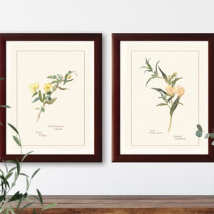 Vintage botanische illustraties met wilde bloemen, set van 2 natuurhistorische prints #2-1, giclee-kunstprint
