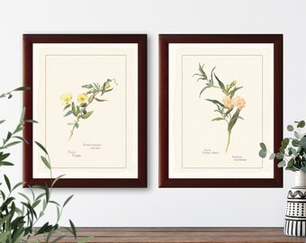 Vintage wildflower botanical illustrations set of 2 natural history prints #2-1, giclee art print