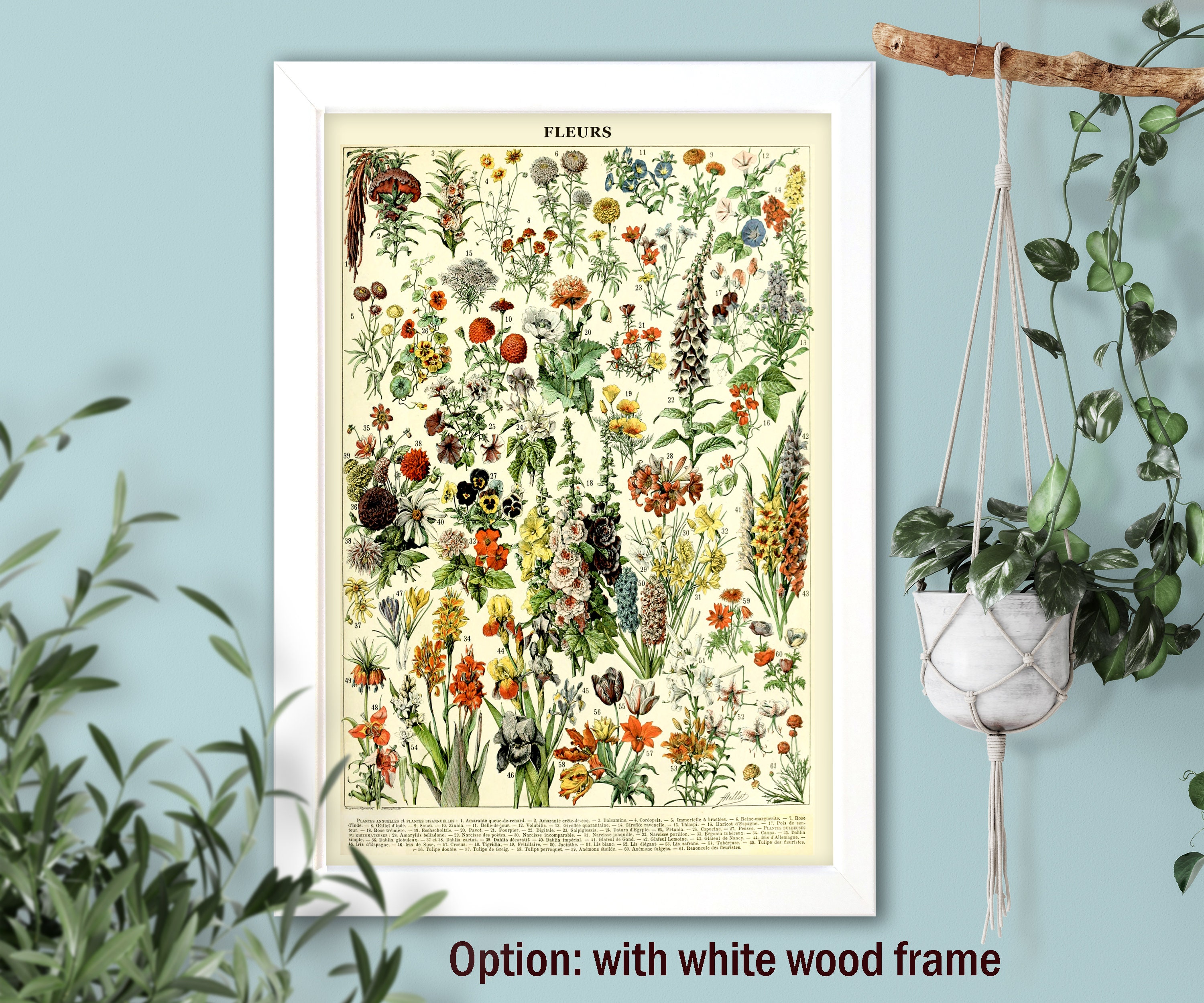 Botanical Vintage Scientific Illustration, Flowers Larousse Educational  Illustration #A, Painting by French Scientific Artist A. Millot - Etsy, image size:3000x2500