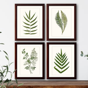 Vintage French botanical illustration Set of 4 natural history prints &quot;Ferns&quot; #1, giclee art print