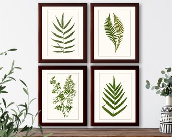 Vintage French botanical illustration Set of 4 natural history prints &quot;Ferns&quot; #1, giclee art print