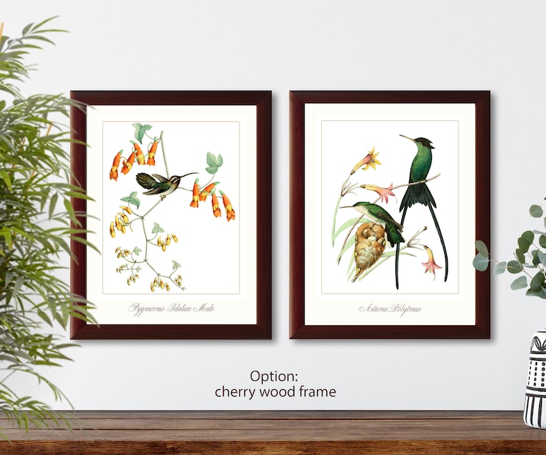 Hummingbirds french vintage illustration set of 2 giclee art print #1-2 natural history prints