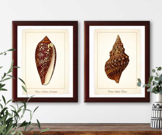 洋書 Shells - Classic Natural History Prints Vintage Scientific Illustration Set of 2 Seashell Natural