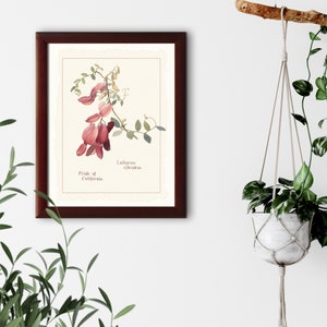 Vintage botanical illustration &quot;Pride of California&quot; natural history prints, giclee art print