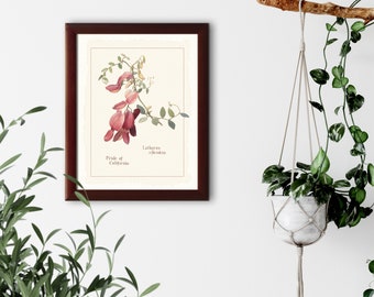 Vintage botanische illustratie "Pride of California" natuurhistorische prints, gicleekunstdruk