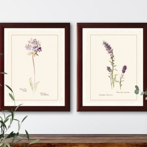 Vintage wildflower botanical illustrations set of 2 natural history prints #3-2, giclee art print