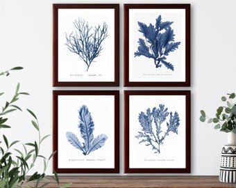 Vintage French botanical illustration Set of 4 natural history prints &quot;seaweeds&quot; #1, giclee art print