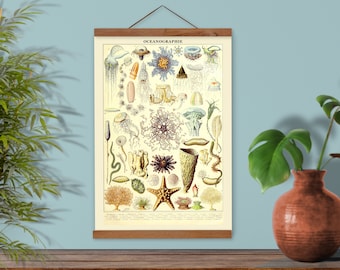 Ilustración científica antigua de oceanografía, ilustración educativa de Larousse, pintura del artista científico francés A. Millot.