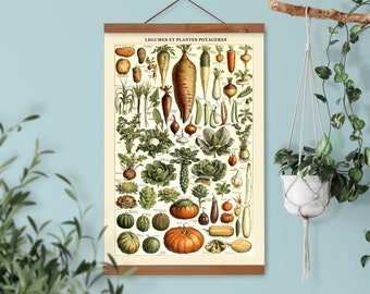 Vegetables botanical wall art, Larousse educational illustration, botany kitchen decor art by French scientific artist A. Millot