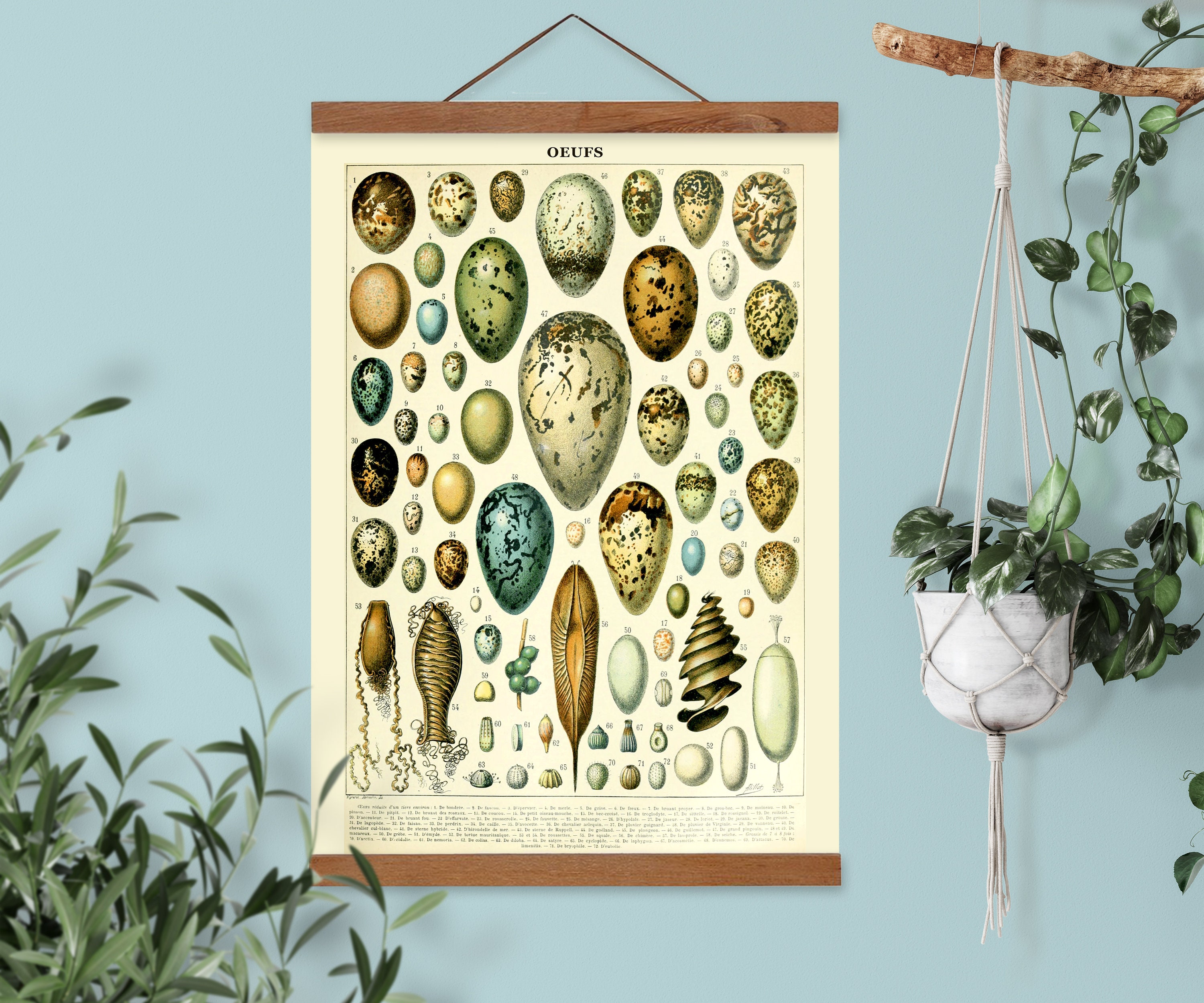 Eggs vintage scientific illustration, Larousse educational illustration, painting by French scientific artist A. Millot, kitchen wall art,