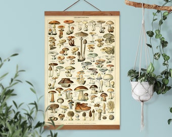 Mushroom botanical wall art, Larousse educational illustration by French scientific artist A. Millot