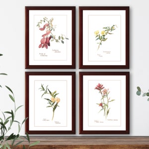 Vintage wildflower botanical illustrations set of 4 natural history prints #1, giclee art print