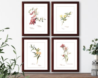 Vintage wildflower botanical illustrations set of 4 natural history prints #1, giclee art print