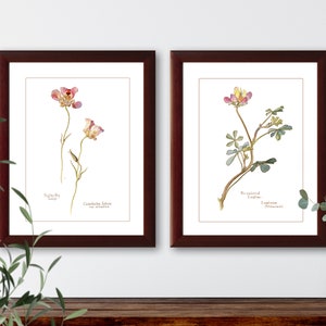 Vintage wildflower botanical illustrations set of 2 natural history prints #4-1, giclee art print