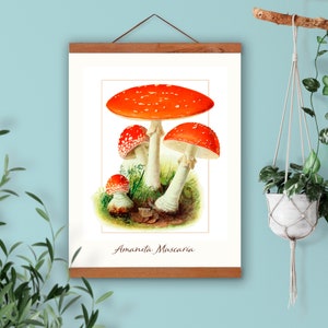 Mushroom botanical wall art, vintage scientific illustrations, natural history educational art reproduction Amanite Muscaria,