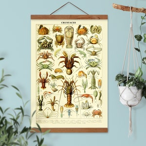 Vintage scientific illustration Crustacean, Larousse educational painting by French scientific artist A. Millot, kitchen wall art,