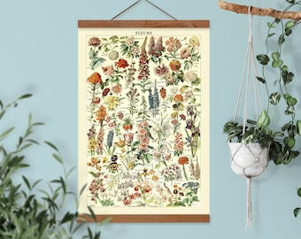 French vintage scientific botanical poster, flowers Larousse educational illustration #B, painting by French scientific artist Millot