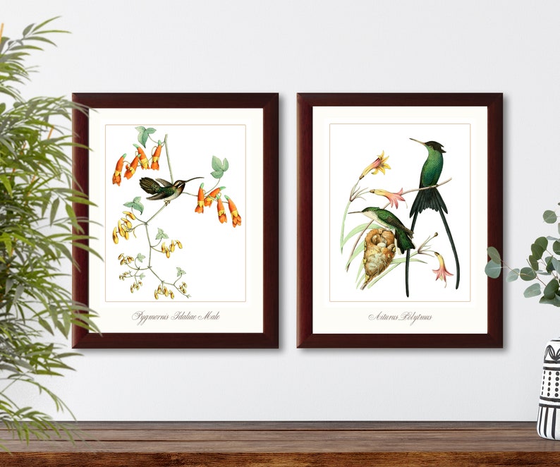 Hummingbirds french vintage illustration set of 2 giclee art print #1-2 natural history prints