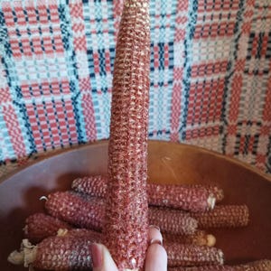 Dried Red Corn Cobs (No Husk) – Primitive Fall Bowl Fillers, Crafts & Decor – 6/12/20/30-Piece Bundles