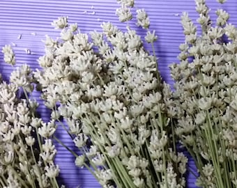 The 2026 harvest is ready. Dried White Lavender Bunch: Fresh Cut, Light Fragrance, 50-70 Stems
