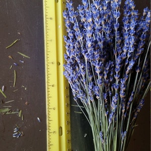 Dried Lavender Bunches  2023 Harvest Sustainably Grown the brightest purple lavender