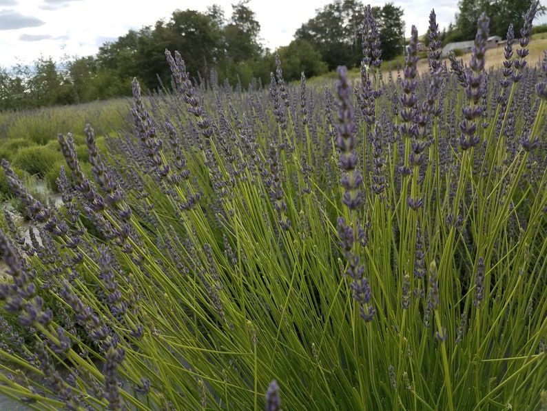 Dried Lavender Bunches of Royal Velvet Lavender 2021 Harvest Etsy