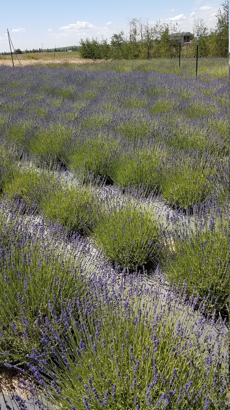Dried Lavender Bunches of Royal Velvet Lavender 2021 Harvest Etsy