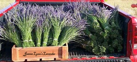 Lavender Bunches Fresh Dried Sustainably Grown Bright Purple 2021 Har…