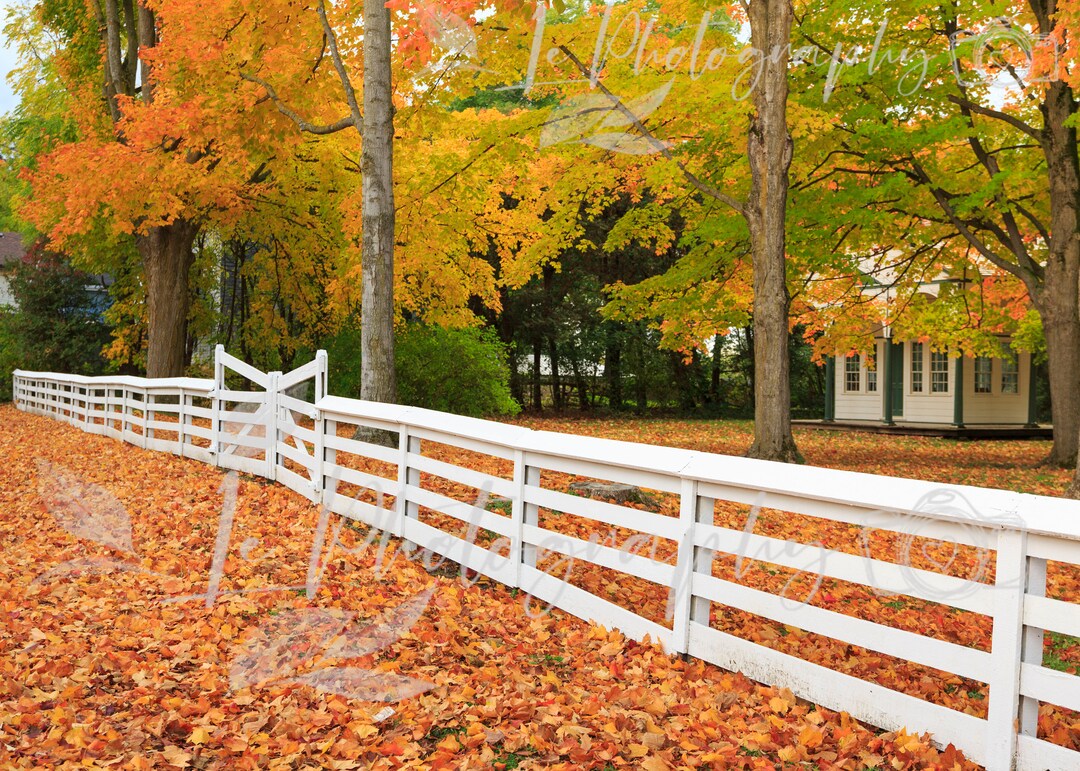 Fall Digital Backdrops, Digital Backdrop, Fall Color, Fall Mini Session ...