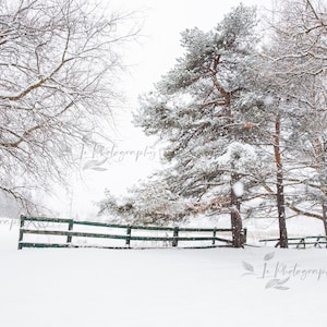 3 Winter digital backdrops, snowy pine tree digital backdrop, digital background, Pine tree digital backdrop, winter outdoor backdrop