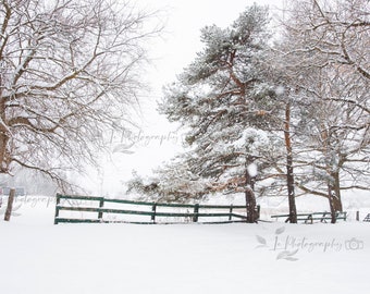 3 Winter digital backdrops, snowy pine tree digital backdrop, digital background, Pine tree digital backdrop, winter outdoor backdrop