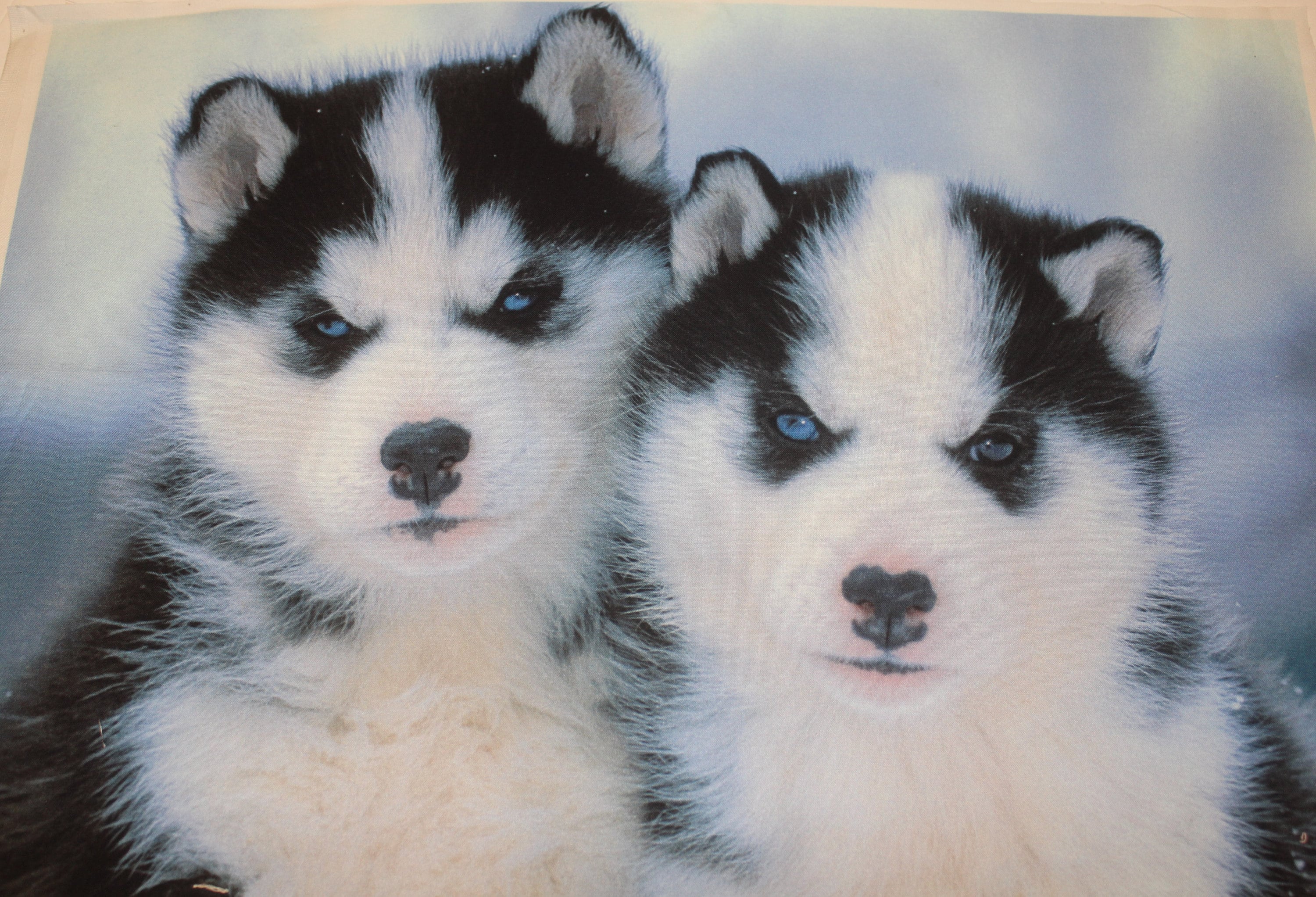 Steiff Studio Life-Sized Husky Dog